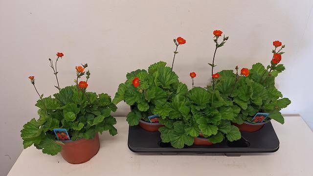 <h4>GEUM CO BORISII</h4>