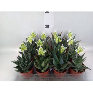 Aloe   ...mix