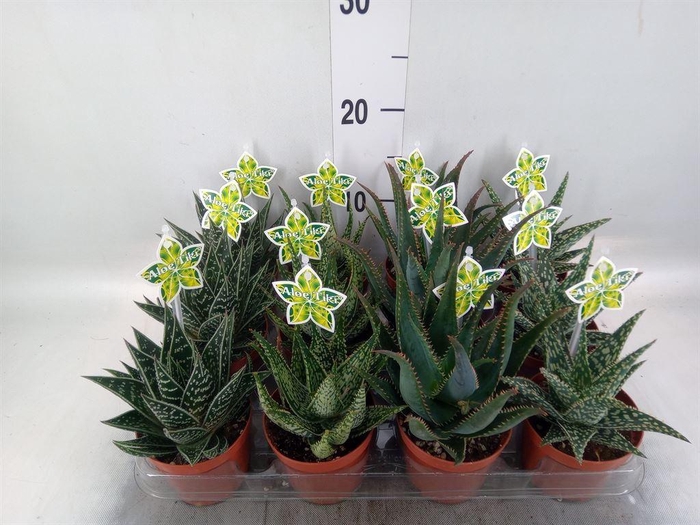 <h4>Aloe   ...mix</h4>