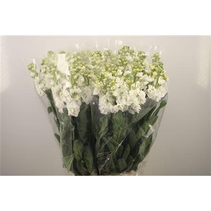 Matth Iron * Premium* White