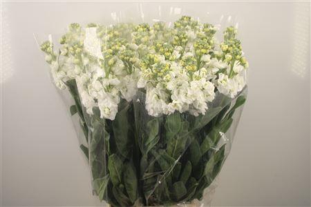 <h4>Matth Iron * Premium* White</h4>