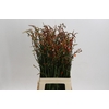 Crocosmia Red King