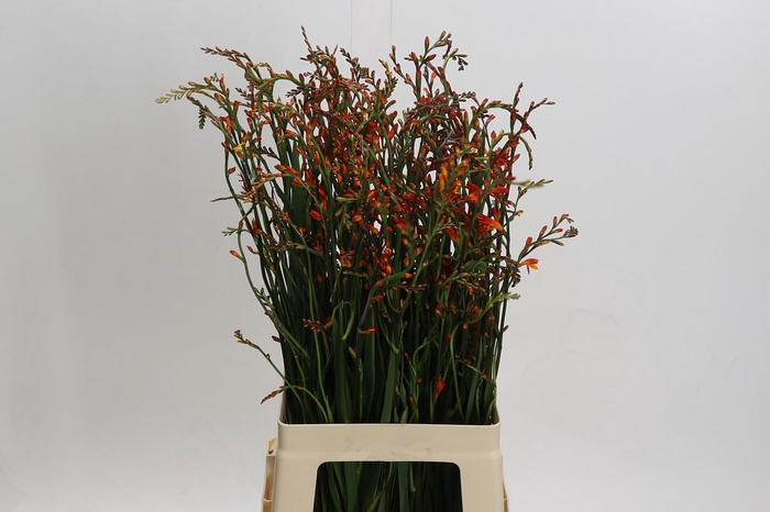 <h4>Crocosmia Red King</h4>