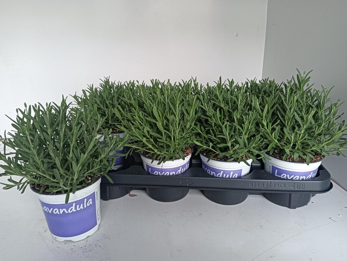 <h4>LAVAN AN HIDCOTE</h4>