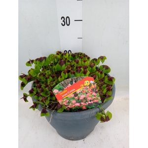 Oxalis tetraphylla 'Iron Cross'
