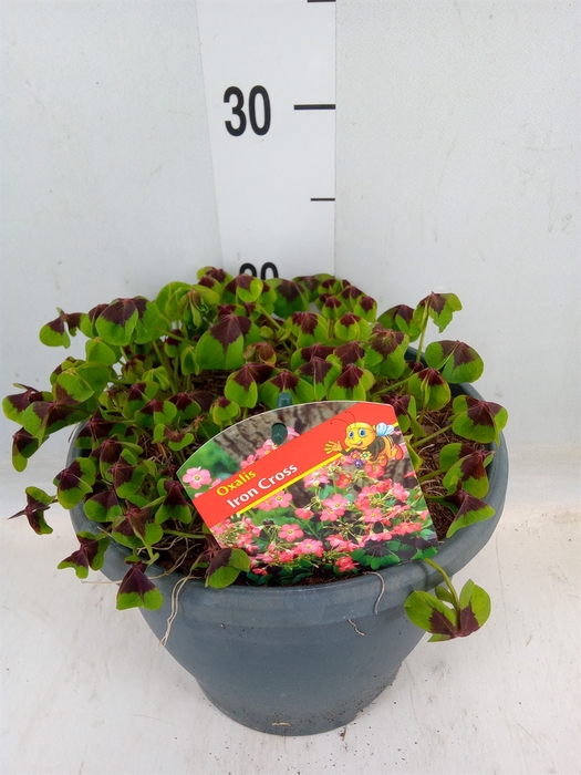 <h4>Oxalis tetraphylla 'Iron Cross'</h4>
