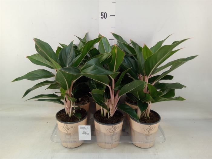 <h4>Aglaonema   ...</h4>