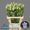 Campanula Cham Lavender
