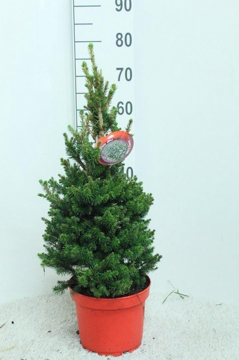 <h4>Picea abies 'Will's Zwerg'</h4>