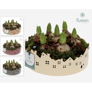 Zinken schaal Huisjes Large Hyacinthus