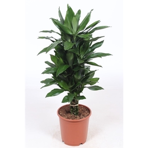 Dracaena Janet Lind