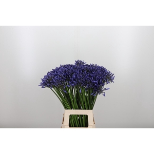 Agapanthus Dr.brouwer