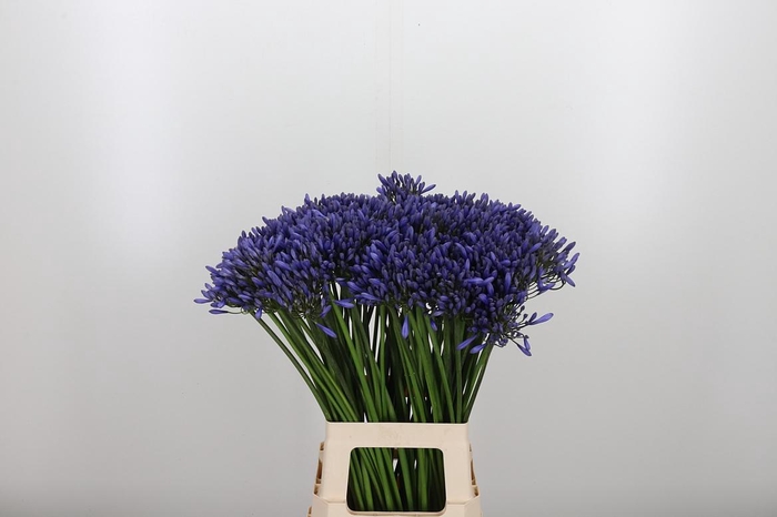 <h4>Agapanthus Dr.brouwer</h4>