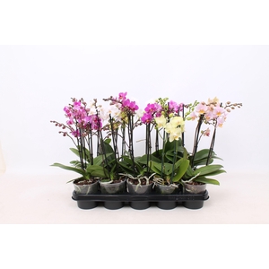 Phal. Multiflora 2-tak mix 