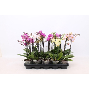 Phal. Multiflora 2-tak mix 