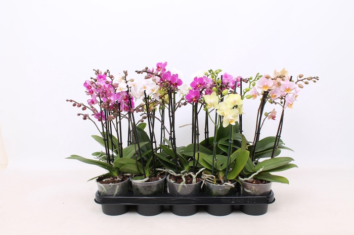 <h4>Phal. Multiflora 2-tak mix "Excellent" 22+ 6 kleuren</h4>