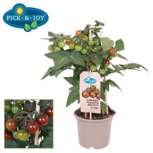 TOMATENPLANTEN