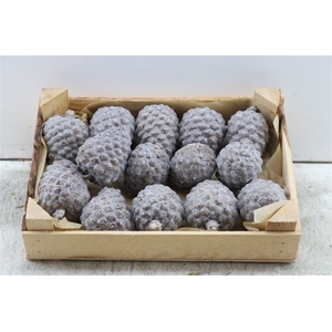 Wax Pinea Gl Naturel X20