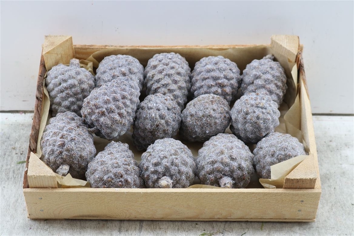 <h4>Wax Pinea Gl Naturel X20</h4>