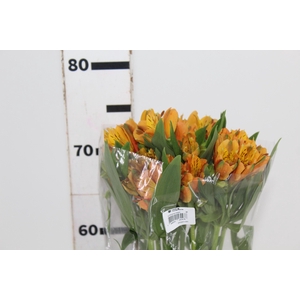 ALSTROEMERIA GYPSY 080 CM LARANJA