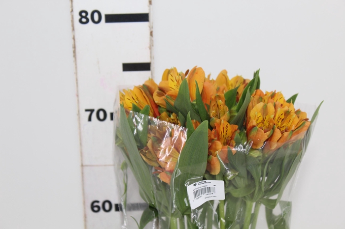 <h4>ALSTROEMERIA GYPSY 080 CM LARANJA</h4>