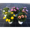 Osteospermum mixkar