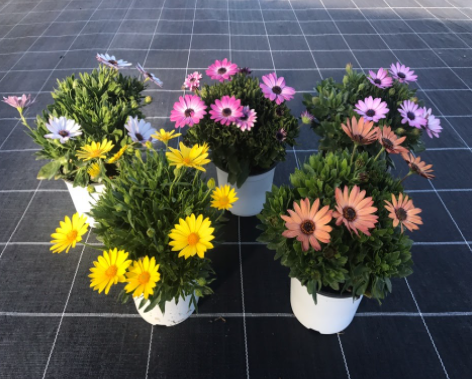 Osteospermum mixkar