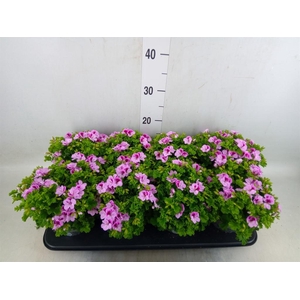 Pelargonium gran.   ..