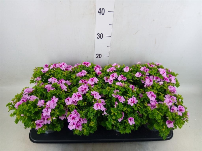 <h4>Pelargonium gran.   ..</h4>