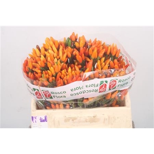 Capsicum Orange Fire