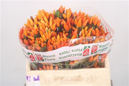 <h4>Capsicum Orange Fire</h4>