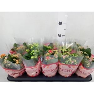 Kalanchoe blos.   ..rosebud mix  5