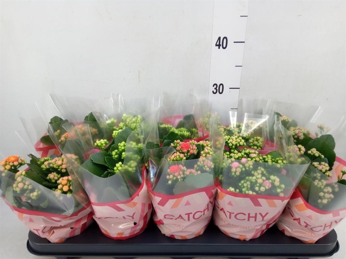 <h4>Kalanchoe blos. ..rosebud mix 5</h4>