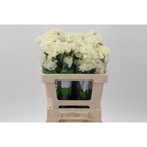 Di St Rodas Creme 50cm