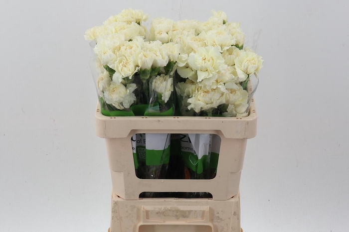 <h4>Di St Rodas Creme 50cm</h4>