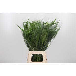 Panicum Fountain