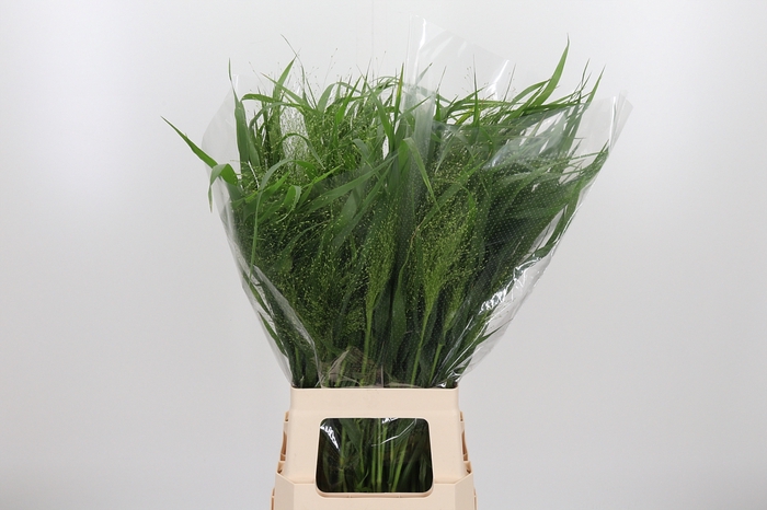 <h4>Panicum Fountain</h4>