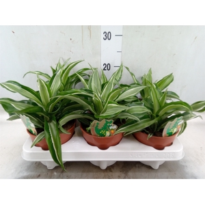 Dracaena frag. 'Kanzi'