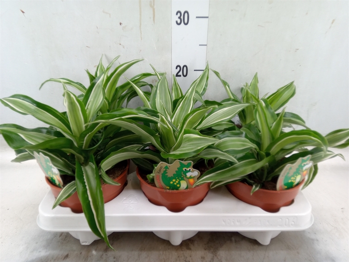 <h4>Dracaena frag. 'Kanzi'</h4>