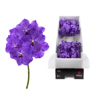 Vanda Violet Blue 83