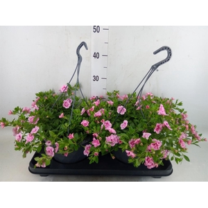 Calibrachoa   ...mix