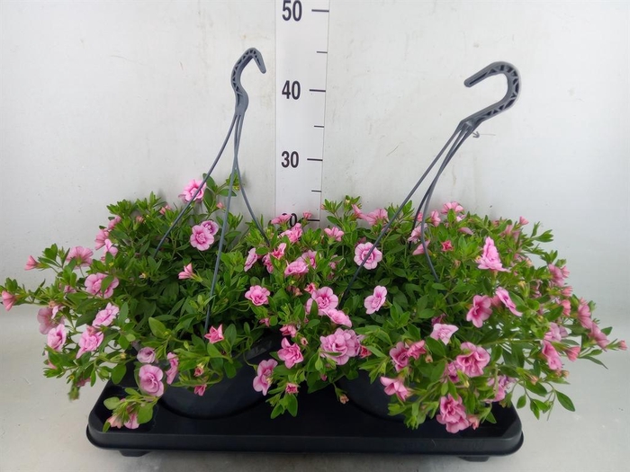 <h4>Calibrachoa   ...mix</h4>