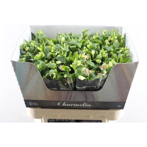 Alstr Fl Charmelia (rose)