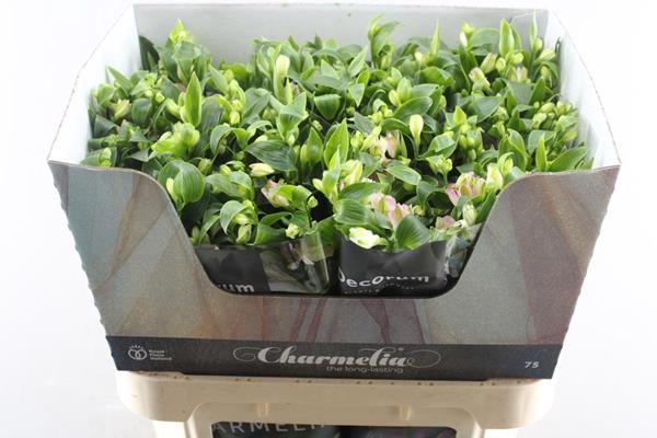 <h4>Alstr Fl Charmelia (rose)</h4>