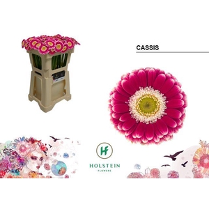 Germini Cassis Water