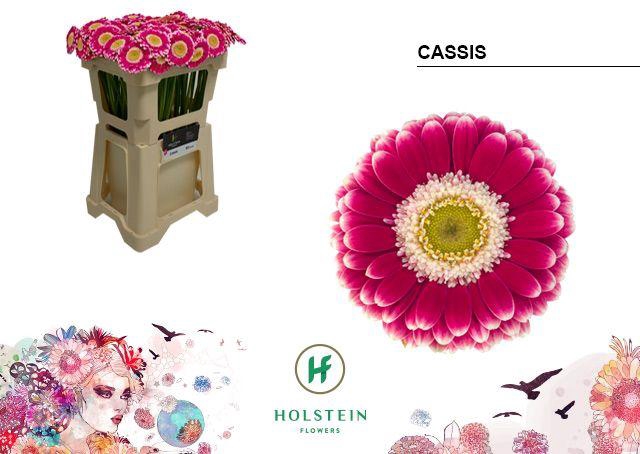 <h4>Germini Cassis Water</h4>