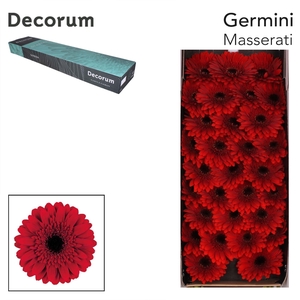 Germini Masserati Doos