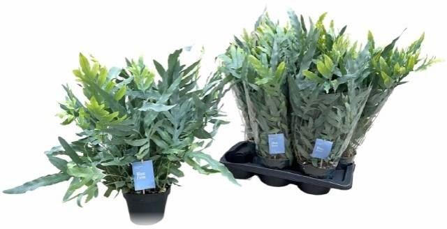 <h4>Phlebodium aureum 'Blue Star'</h4>