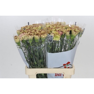Dianthus St Viper