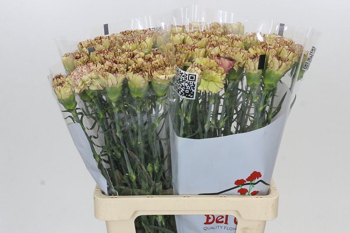 <h4>Dianthus St Viper</h4>